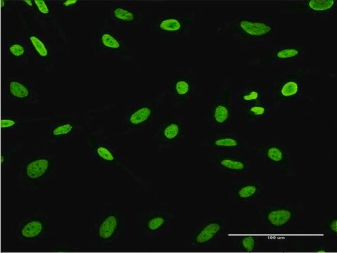 Monoclonal Anti-HDGFRP3 antibody produced in mouse clone 1D1, purified immunoglobulin, buffered aqueous solution