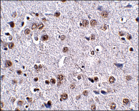 Anti-LRFN4 antibody produced in rabbit affinity isolated antibody, buffered aqueous solution