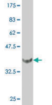 Monoclonal Anti-FOXF2 antibody produced in mouse clone 4F8, purified immunoglobulin, buffered aqueous solution