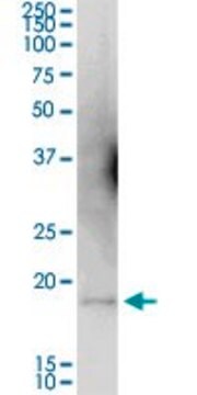 Anti-WRB antibody produced in mouse purified immunoglobulin, buffered aqueous solution