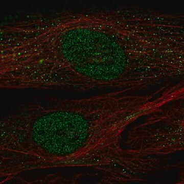 Anti-POU2F2 antibody produced in rabbit Prestige Antibodies&#174; Powered by Atlas Antibodies, affinity isolated antibody