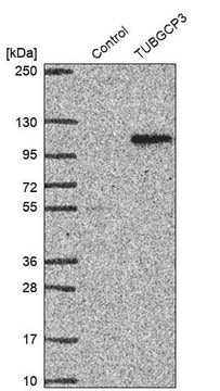 Anti-TUBGCP3 antibody produced in rabbit Prestige Antibodies&#174; Powered by Atlas Antibodies, affinity isolated antibody, buffered aqueous glycerol solution