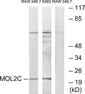 Anti-MOL2C antibody produced in rabbit affinity isolated antibody