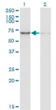 Monoclonal Anti-IGF2BP2 antibody produced in mouse clone 4C6, purified immunoglobulin, buffered aqueous solution