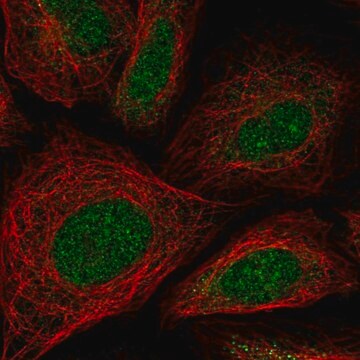 Anti-ZNF181 antibody produced in rabbit Prestige Antibodies&#174; Powered by Atlas Antibodies, affinity isolated antibody