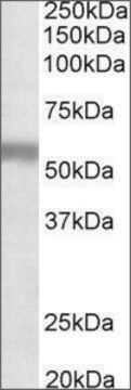 Anti-NPR3 (C-terminal) antibody produced in goat affinity isolated antibody, buffered aqueous solution