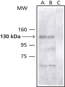 Anti-ASAP1/Centaurin &#946;4 (ED-20) antibody produced in rabbit IgG fraction of antiserum, buffered aqueous solution