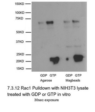 Rac1-Aktivierungs-Pulldown-Assay mit magnetischen Beads Non-radioactive Rac1 Activation Assay Kit can be used to precipitate Rac1-GTP from cell lysates, &amp; detection by a Rac1 specific monoclonal antibody.