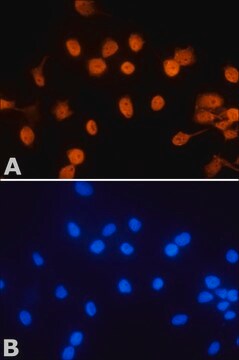 Anti-XRN1 antibody produced in rabbit ~1.0&#160;mg/mL, affinity isolated antibody, buffered aqueous solution