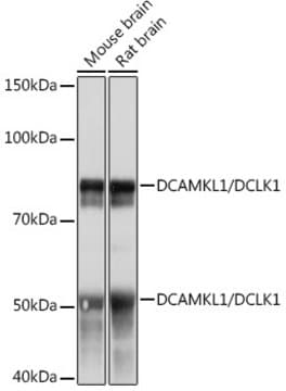 Anti-DCAMKL1/DCLK1 Antibody, clone 8C8T3, Rabbit Monoclonal