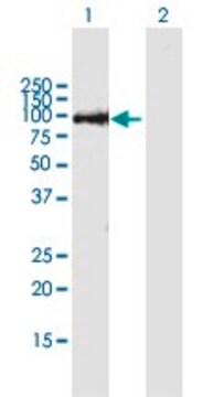 ANTI-THAP9 antibody produced in mouse purified immunoglobulin, buffered aqueous solution