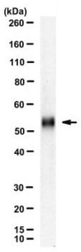 Anti-564/idiotype Antibody, clone 9D11