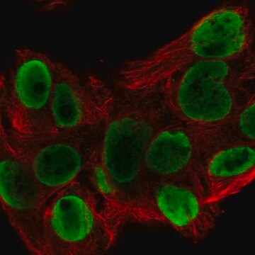 Anti-Hnrnpa1L2 Antibody Produced In Rabbit Prestige Antibodies&#174; Powered by Atlas Antibodies, affinity isolated antibody, buffered aqueous glycerol solution