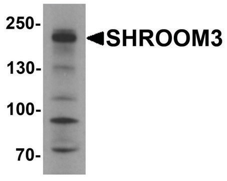 Anti-SHROOM3 antibody produced in rabbit affinity isolated antibody, buffered aqueous solution