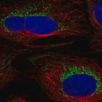 Anti-SLC6A17 antibody produced in rabbit Prestige Antibodies&#174; Powered by Atlas Antibodies, affinity isolated antibody, buffered aqueous glycerol solution