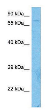 Anti-CUL3 (C-terminal) antibody produced in rabbit affinity isolated antibody