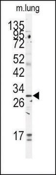 Anti-GOLPH3 (C-term) antibody produced in rabbit saturated ammonium sulfate (SAS) precipitated, buffered aqueous solution