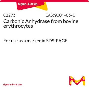 Anhydrase carbonique from bovine erythrocytes For use as a marker in SDS-PAGE