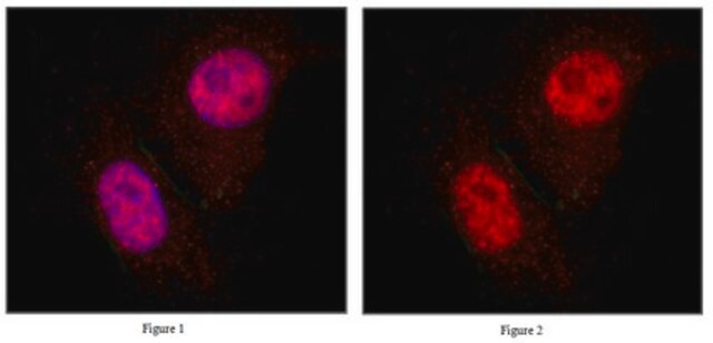 Anti-MIXL1 Antibody from rabbit, purified by affinity chromatography