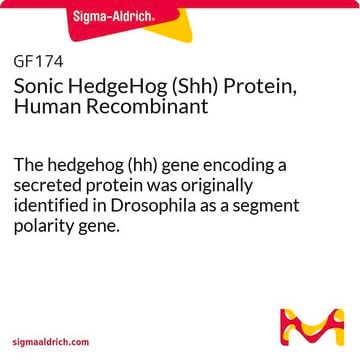 Sonic HedgeHog (Shh) Protein, Human Recombinant The hedgehog (hh) gene encoding a secreted protein was originally identified in Drosophila as a segment polarity gene.