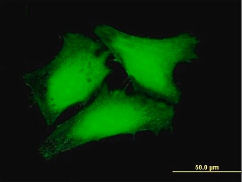 Anti-RPUSD3, (N-terminal) antibody produced in mouse purified immunoglobulin, buffered aqueous solution