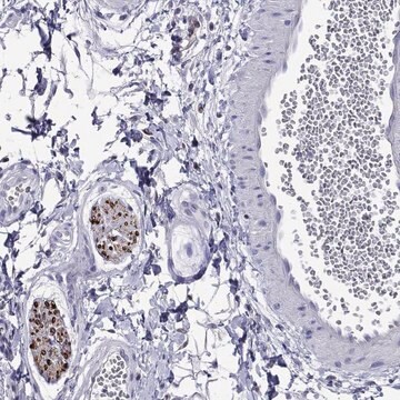 Anti-MPZ antibody produced in rabbit Prestige Antibodies&#174; Powered by Atlas Antibodies, affinity isolated antibody