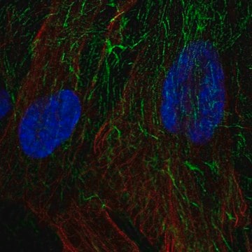 Anti-TNFRSF10D antibody produced in rabbit Prestige Antibodies&#174; Powered by Atlas Antibodies, affinity isolated antibody