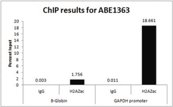 Anti-acetyl Histone H2A.Z (Lys 5, 7, 11) Antibody from rabbit, purified by affinity chromatography