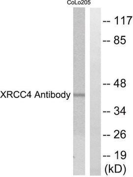 Anti-XRCC4 antibody produced in rabbit affinity isolated antibody