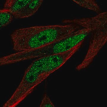 Anti-ZNF225 antibody produced in rabbit Prestige Antibodies&#174; Powered by Atlas Antibodies, affinity isolated antibody