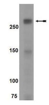 mTOR phosphorylation Pathway Explorer Antibody MiniPack This Antibody pack of Anti-mTOR antibodies contains Anti-phospho-mTOR Antibody(Ser2481), Anti-phospho-mTOR Antibody (Thr2446), Anti-phospho-mTOR (Ser2448).