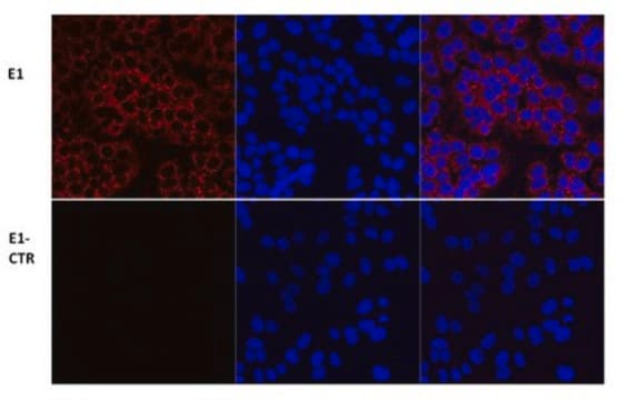 Anti-PDH serum, from rabbit