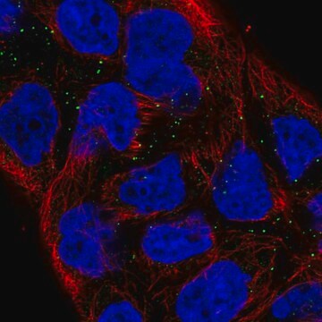 Anti-Vnn1 Antibody Produced In Rabbit Prestige Antibodies&#174; Powered by Atlas Antibodies, affinity isolated antibody, buffered aqueous glycerol solution