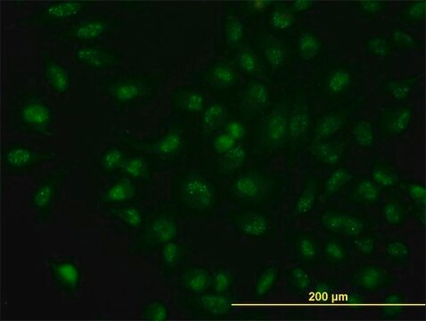 Monoclonal Anti-CDC14A antibody produced in mouse clone 1F11, purified immunoglobulin, buffered aqueous solution