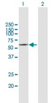 Anti-KIR2DL5A antibody produced in mouse purified immunoglobulin, buffered aqueous solution