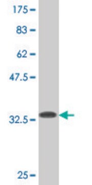 Monoclonal Anti-WRB antibody produced in mouse clone 4D6, purified immunoglobulin, buffered aqueous solution