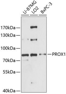 Anti-PROX1 antibody produced in rabbit