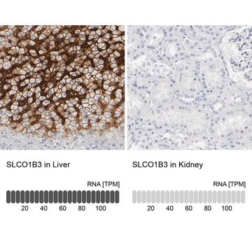 Anti-SLCO1B3 antibody produced in rabbit affinity isolated antibody, buffered aqueous glycerol solution