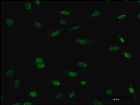 Monoclonal Anti-HCLS1 antibody produced in mouse clone 3D5, purified immunoglobulin, buffered aqueous solution