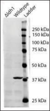 Anti-IDH1 antibody produced in goat affinity isolated antibody, buffered aqueous solution