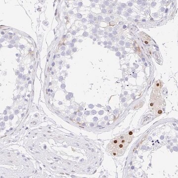 Anti-HINFP antibody produced in rabbit Prestige Antibodies&#174; Powered by Atlas Antibodies, affinity isolated antibody, buffered aqueous glycerol solution