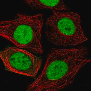 Anti-Nfic Antibody Produced In Rabbit Prestige Antibodies&#174; Powered by Atlas Antibodies, affinity isolated antibody, buffered aqueous glycerol solution