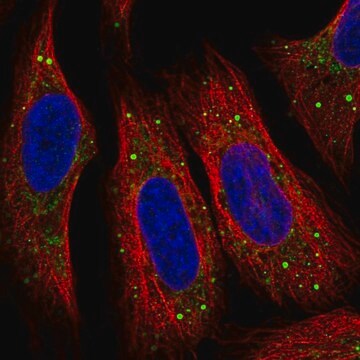 Anti-SMIM5 antibody produced in rabbit Prestige Antibodies&#174; Powered by Atlas Antibodies, affinity isolated antibody