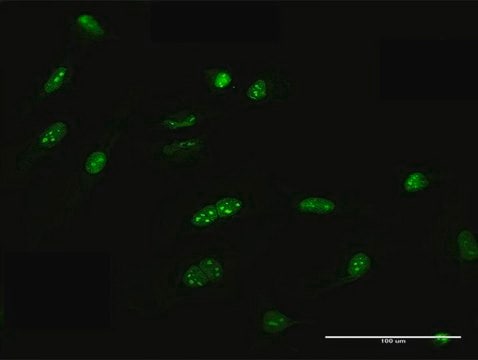 Anti-FRG1 antibody produced in mouse purified immunoglobulin, buffered aqueous solution