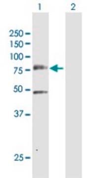 Anti-PLK3 antibody produced in rabbit purified immunoglobulin, buffered aqueous solution