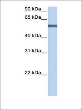 Anti-LRRC8E antibody produced in rabbit affinity isolated antibody