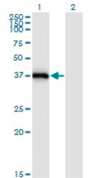 Monoclonal Anti-STX16, (N-terminal) antibody produced in mouse clone 3D12, purified immunoglobulin, buffered aqueous solution