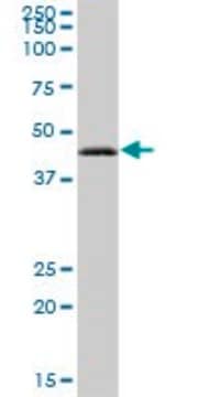 Anti-RAB3IL1 antibody produced in mouse IgG fraction of antiserum, buffered aqueous solution