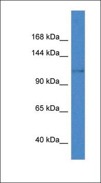 Anti-KCNH8 antibody produced in rabbit affinity isolated antibody