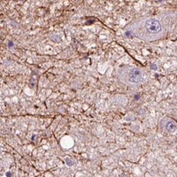 Anti-ADRB3 antibody produced in rabbit Prestige Antibodies&#174; Powered by Atlas Antibodies, affinity isolated antibody